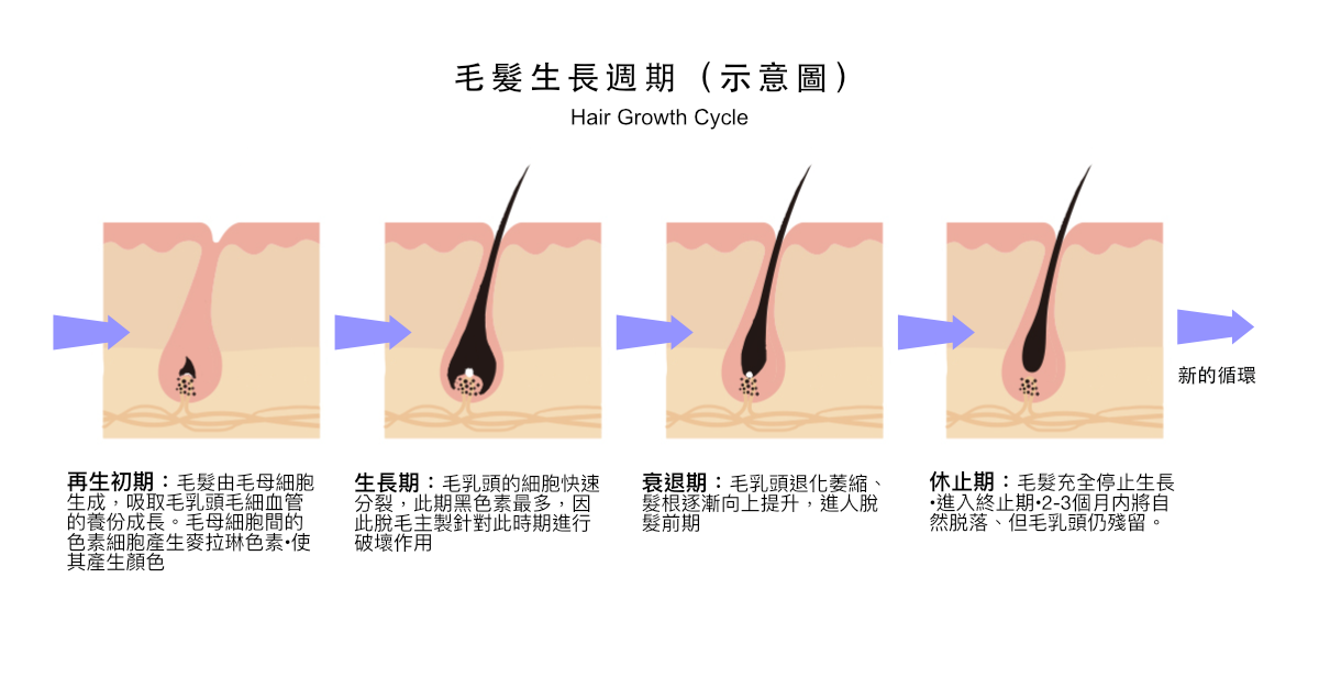 毛髮的生長週期