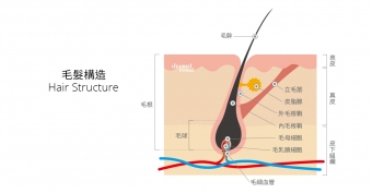 《小毛故事》除過多久再除？去角質？